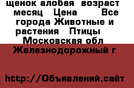 щенок алобая .возраст 1 месяц › Цена ­ 7 - Все города Животные и растения » Птицы   . Московская обл.,Железнодорожный г.